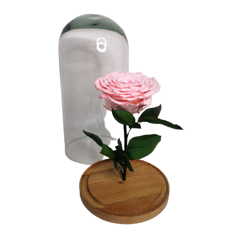 Cupula Grande con Rosa Eterna Gigante 482235 nobg