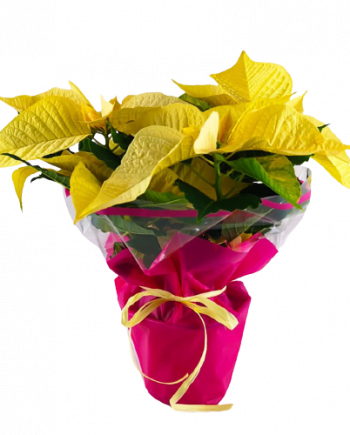 Flor de pascua amarilla mediana 01395147 nobg