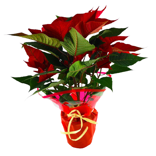 Flor de pascua roja mediana 01659853 nobg