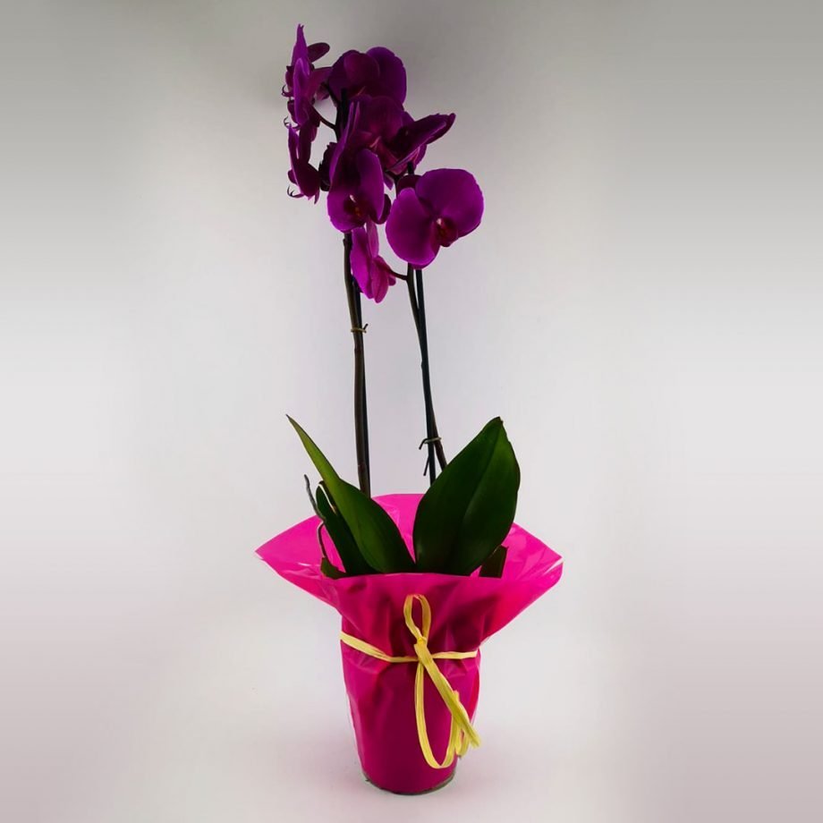 Orquídea con Envoltorio Navideño Online 🎁 DeliRouse España