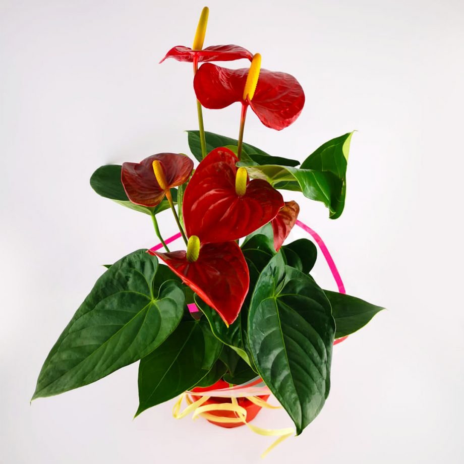 Planta de Anturios Rojos con Envoltorio Navideño - Delirouse
